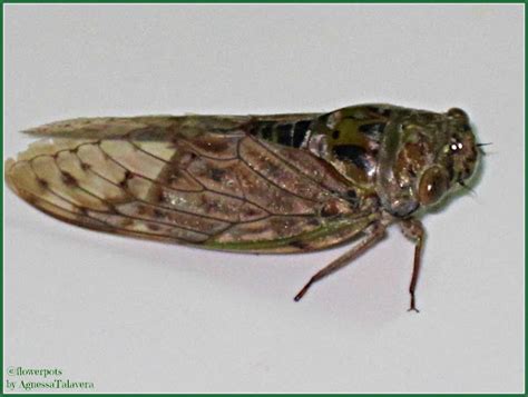 Kuliglig, Cicada .